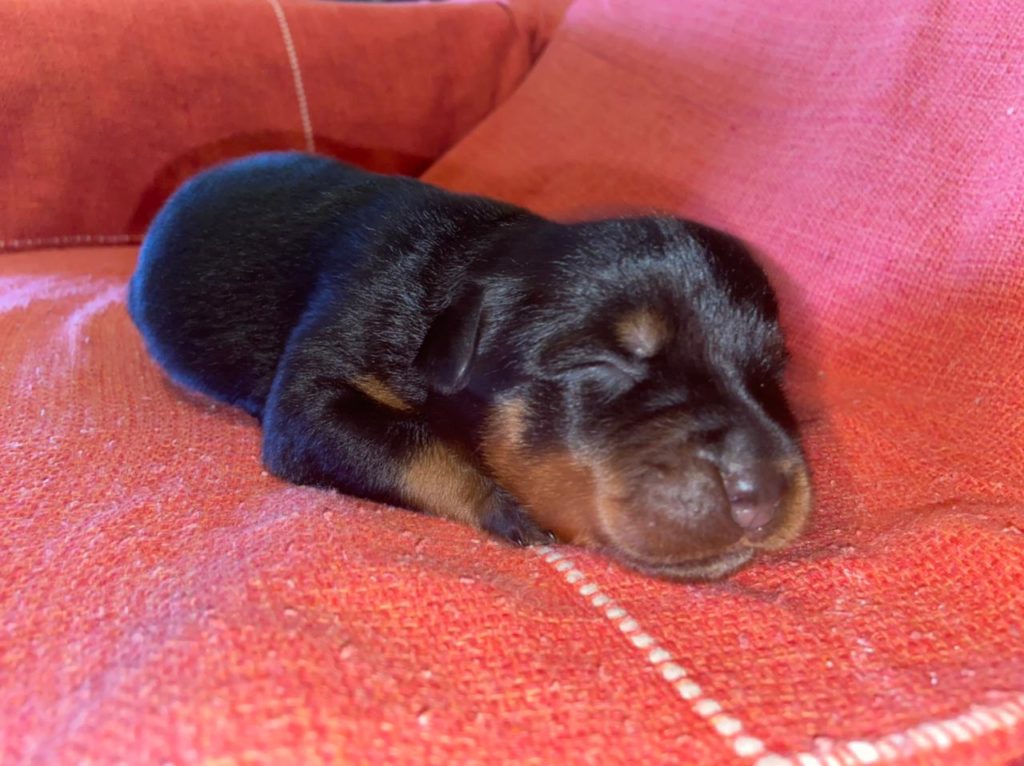 NINHADA DE FILHOTES ROTTWEILER